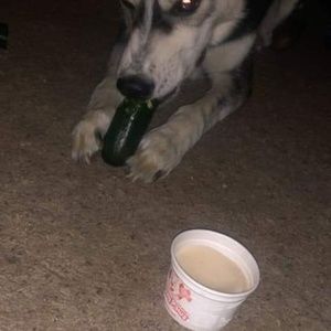 Meet your Posher, Corinne